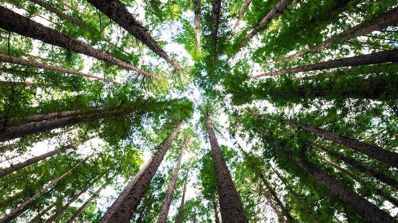 Green Trees